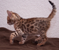 Bengal Kitten